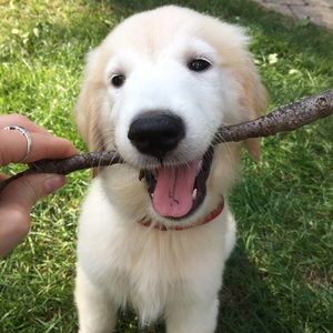 Meet your Posher, Abigail